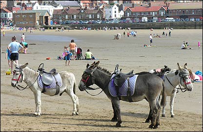 Donkeys on the South Bay, near the lifeboat Station.